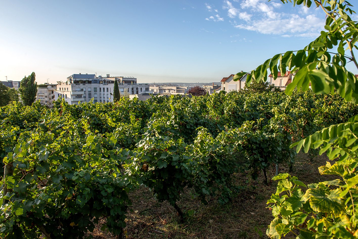 Les Vendanges de Suresnes 2025