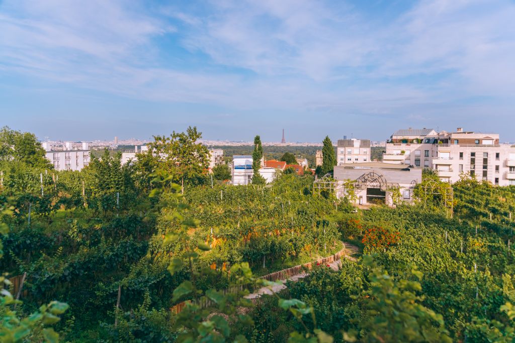 La Vigne de Suresnes  Mary Quincy